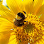 Bumblebee / Abelhão