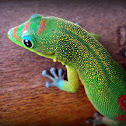 Gold Dust Day Gecko