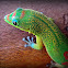 Gold Dust Day Gecko