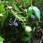 Wild Blackberry