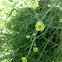 Indian Mustard