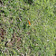 Monarch Butterfly