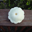 snow's Squash