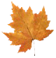 [autumn_leaf_brown11.gif]