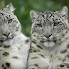 Mac OS X Leopard HQ Wallpapers