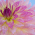 Beautiful Dahlia HQ Wallpaper