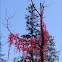 Virginia creeper
