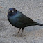Brewer's Blackbird (male)