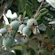 Feijoa