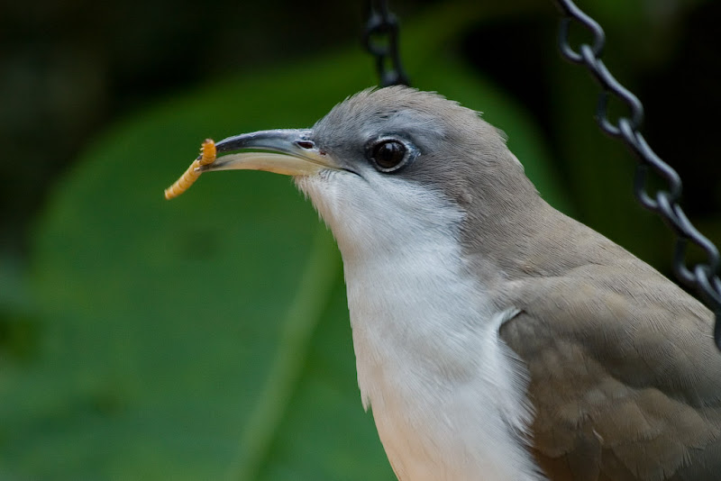 IMAGE: http://lh3.ggpht.com/stephen.wampler/RmMiLRRGYmI/AAAAAAAAKyI/_F5GjSk2JpY/s800/IMG_2679.jpg