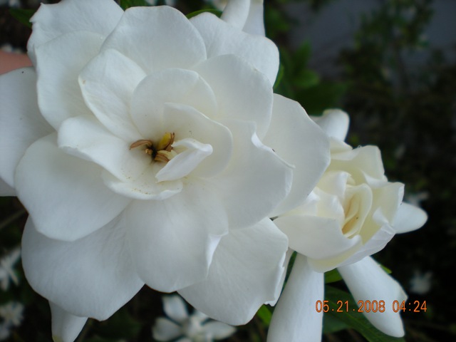 [summer 2008 001[3].jpg]