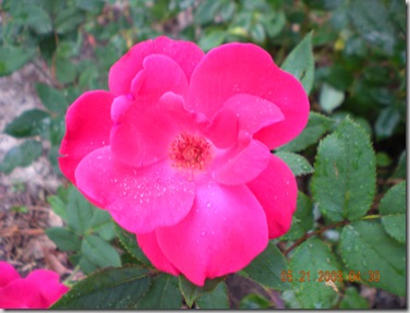 summer 2008 009