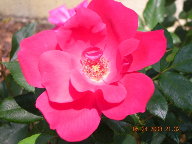 [summer flowers 2008 014[3].jpg]