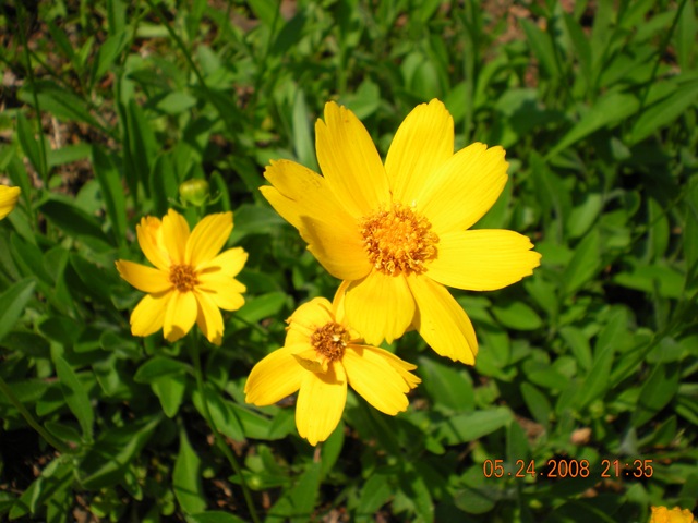 [summer flowers 2008 020[3].jpg]