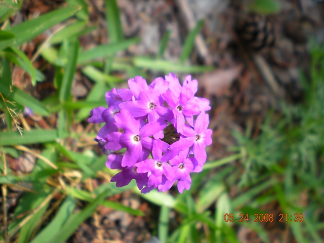 [summer flowers 2008 025[3].jpg]