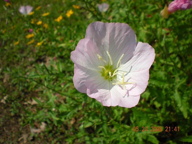 [summer flowers 2008 032[3].jpg]