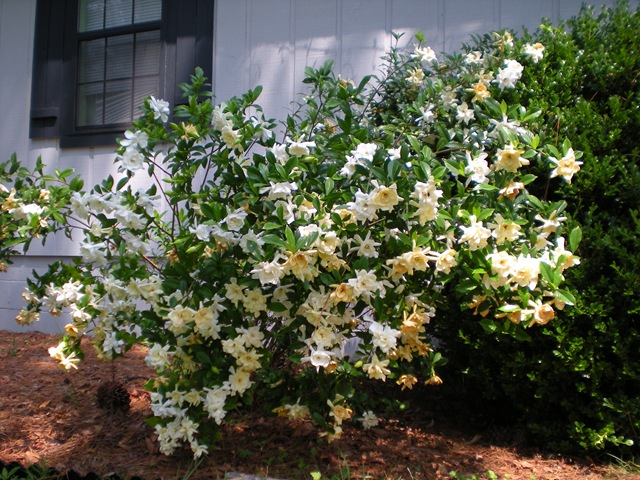 [summer flowers 2008 034[3].jpg]