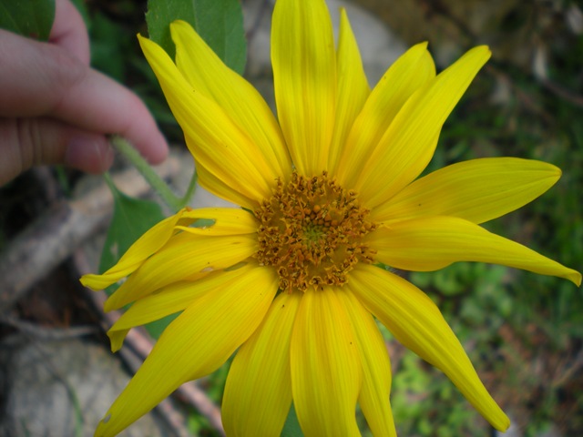 [summer flowers 2008 044[3].jpg]