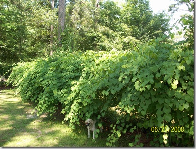 6-2008 060