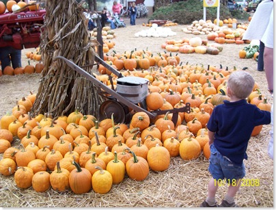 pumpkin patch 2008 004