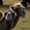 Bactrian camel