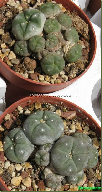 Lophophora_caespitosa peyote