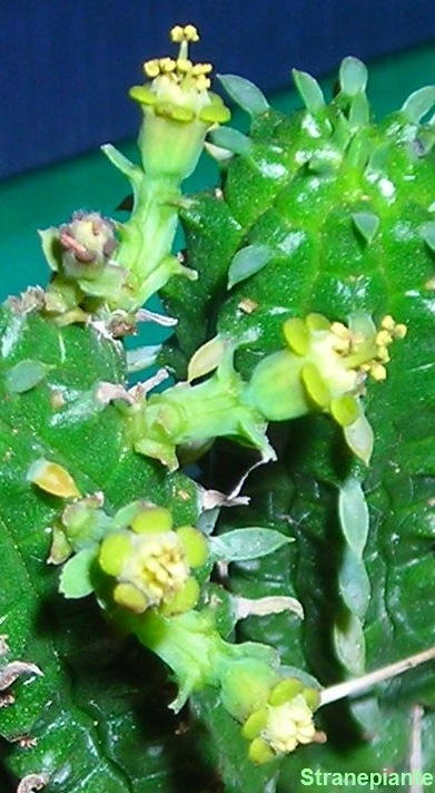 [Euphorbia mammillaris fiori[5].jpg]