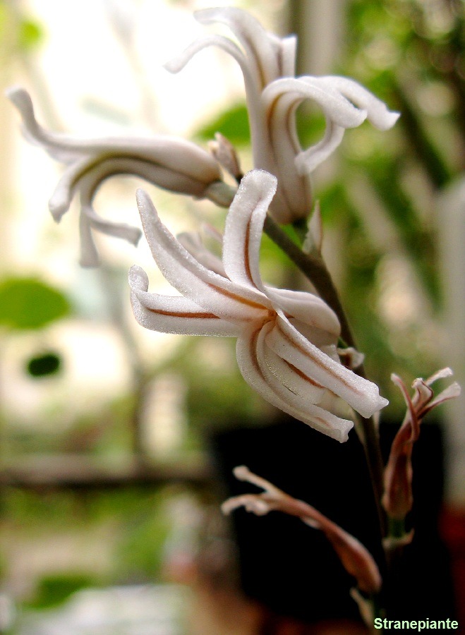 [fiore-bianco-Haworthia cymbiformis[4].jpg]