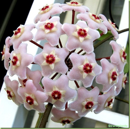 hoya fiori