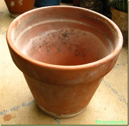 Quali vasi comprare per le piante grasse Vaso per cactus grande