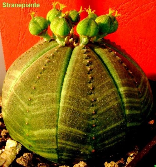 [Euphorbia obesa 3[3].jpg]