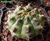 Gymnocalycium damsii anisitsii