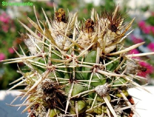 Parodia%20mammulosa%5B2%5D.jpg