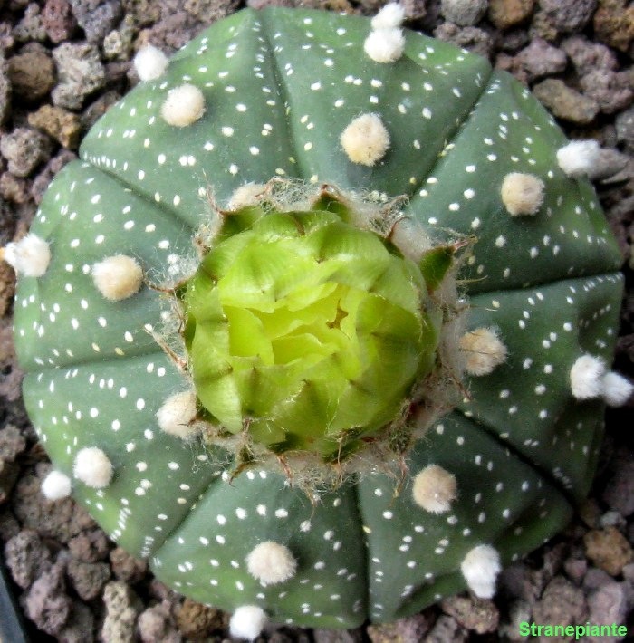 [Astrophytum  asterias boccio[3].jpg]