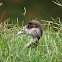 Egyptian Gosling