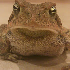 Woodhouse's Toad