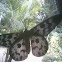 moth of Dysphania sp.