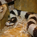 California King Snake