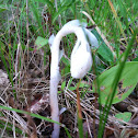 Indianpipe