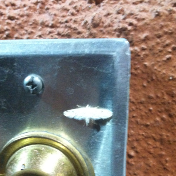 Spotting Image 1