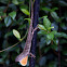 Brown Anole
