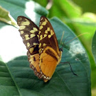 Butterfly - Mariposa