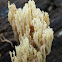 crown coral mushroom