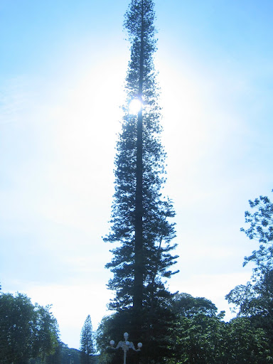 Lalbagh Tree