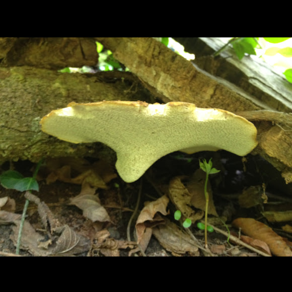 Spotting Image 1