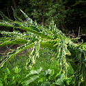 Giant Hogweed