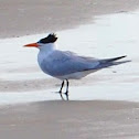 Royal Tern