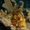 Scorpionfish