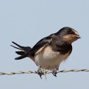 Barn Swallow