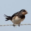 Barn Swallow